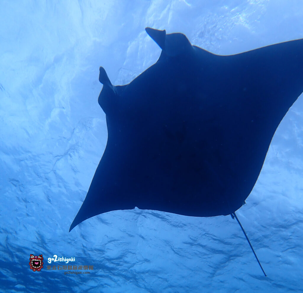 Manta