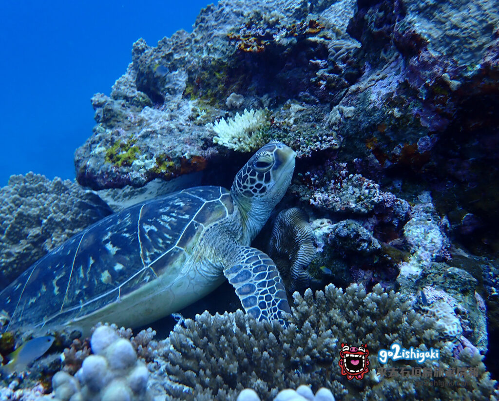 石垣島海龜